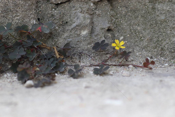 坚固的青黄花从混凝土而浓厚的图片