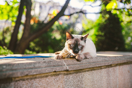 暹罗猫雄湄公短尾猫在公园户外繁殖这只猫牵着蓝色的皮带在后院散步的宠物步行主题在户外用皮图片