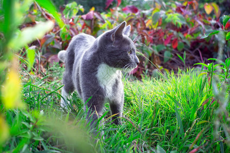 绿草背景上的白色乳房的小猫小可爱的小猫远交的家猫混血小猫院子里的猫宠物在院子里散步家里的宠物图片