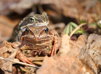 繁殖季节叶子上的两只青蛙背景图片