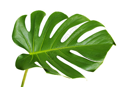 在白色隔绝的龟背竹植物大深绿色叶子图片