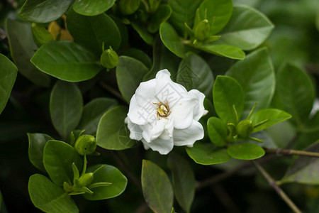 关闭白花栀子花背景图片