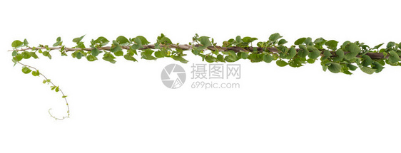 葡萄植物树叶热带白底隔图片
