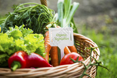 带有的有机生物蔬菜篮子新鲜图片