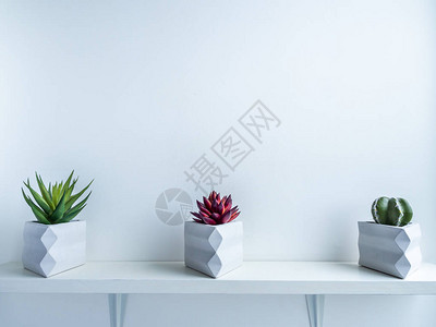 仙人掌盆混凝土锅现代三角形几何混凝土花盆中的仙人掌和肉质植物在白色背景上隔离图片