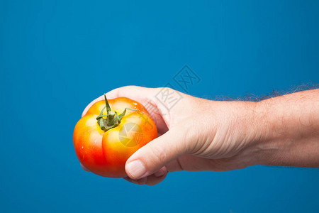 从菜园运来的番茄图片