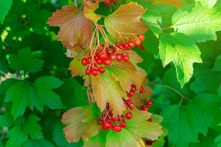 秋天在树枝上缝合的树枝上的红色金莓明亮背景图片