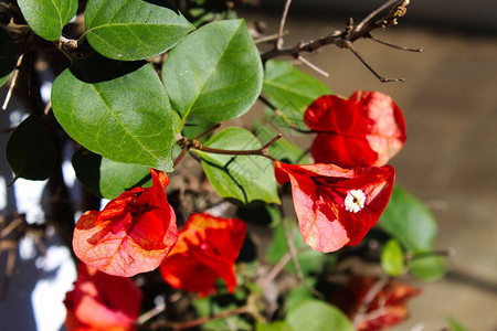 红花的特写叶子和细节背景图片