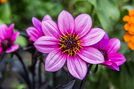 花园里观赏植物的紫色花朵图片
