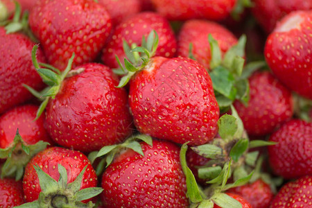 草莓组新鲜多汁的草莓草莓叶图片