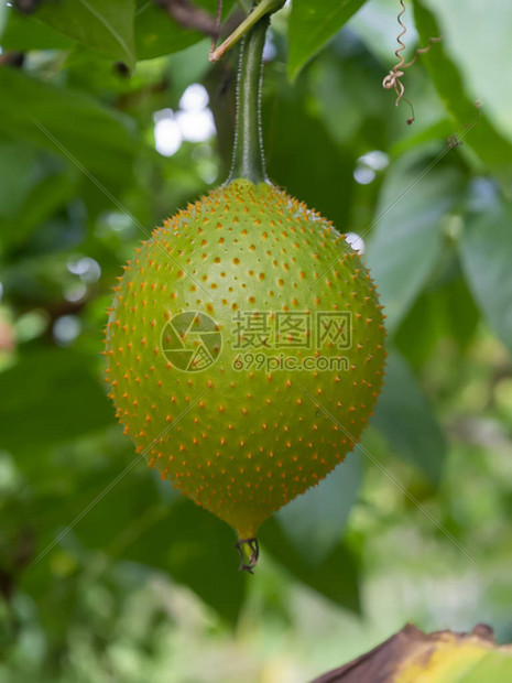 含模糊背景的果实BabyJackfruitCochinchinGourd脊椎苦瓜Sweet图片