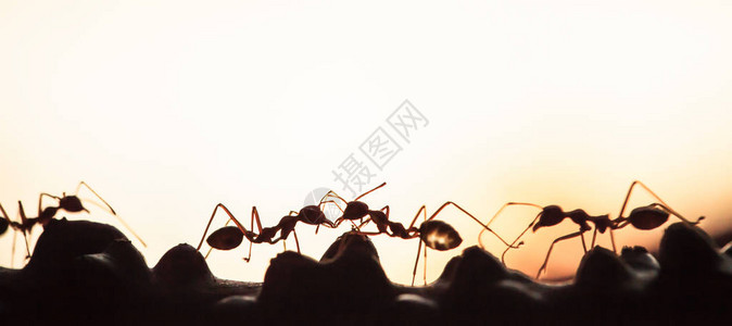 绿色蚂蚁聚居地在黄昏时对一个葡萄藤抽象透明的蚂蚁形状进行交谈图片