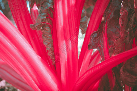 甜菜根树最顶尖的视野红厚的蔬菜叶用于素食烹图片