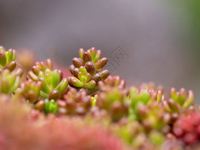 Sedum专辑白色石块作物配有红色绿色和自然背景彩色叶子的genusS图片