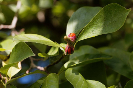 树上长着叶子的木头兰Magnoliako图片