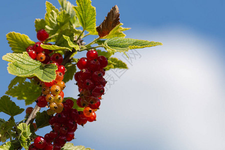 成熟的红醋栗特写在花园里作为德国南部小图片