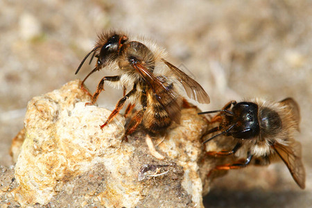 沙土上春采蜂Colletescunicularius图片