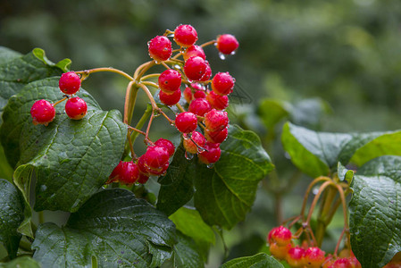 夏日红色荚蒾树枝上的雨滴图片