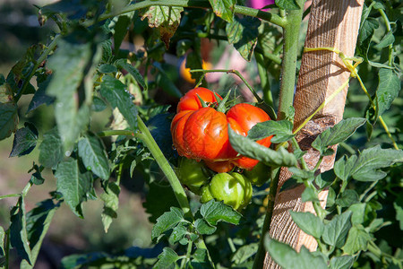 红色和绿色有机西红柿植物番茄长在树枝上有机农场中成熟的彩图片