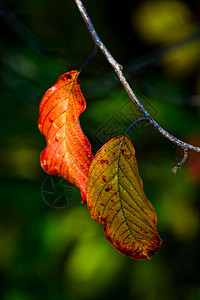 两片秋季红橙棕绿叶在阳光下的自然户外彩色宏观肖像图片