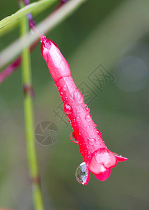 雨水中的红花水滴图片