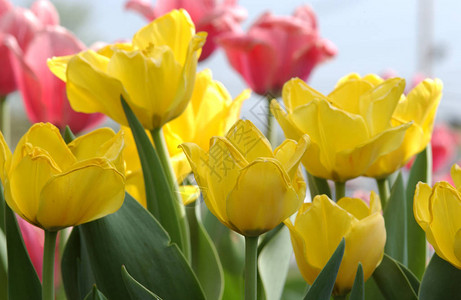 春天背景图案或纹理中的郁金香五颜六色的花园郁金香是春天开花的多年生草本球茎植物的一个属花通常大而艳丽图片