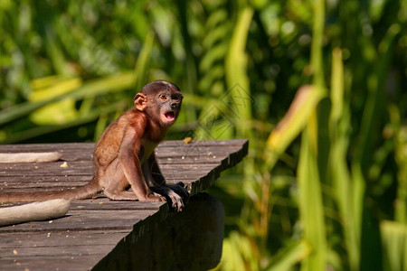 马来西亚长鼻猴或kahau一种灵长类动物背景图片