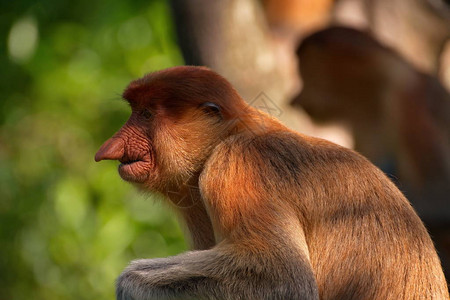 马来西亚长鼻猴或kahau一种灵长类动物图片
