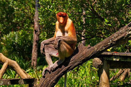 马来西亚长鼻猴或kahaulatNasalislarvatus一种灵长类动物背景图片