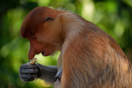 马来西亚长鼻猴或kahau一种灵长类动物背景图片