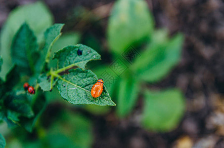 花园里的害虫科罗拉多马铃薯甲虫的幼虫以马铃薯叶为食有害昆虫图片