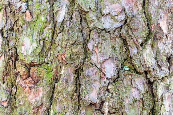自然质地松树成熟树干上的图片