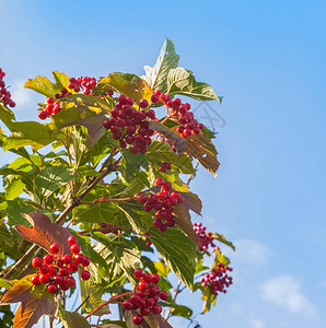 蓝色天空背景的有浆果的Vibu图片
