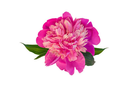 孤立在白色背景上的牡丹单花用于花卉设计图案的美丽盛开的头部剪贴画玫瑰色芍药植物与绿叶五颜六图片