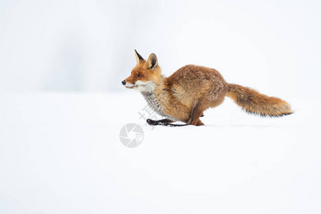 vulpes是最大的真正的狐狸图片