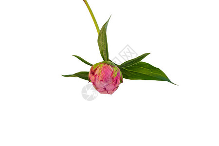 孤立在白色背景上的牡丹单花芽用于花卉设计图案的美丽盛开的头部剪贴画玫瑰色芍药植物与绿叶五颜六图片