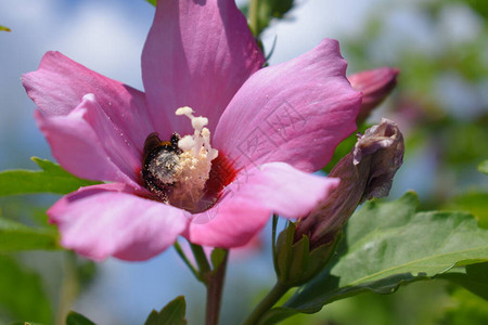 芙蓉花上的大黄蜂图片