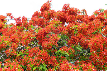 凤仙花树上的孔雀花背景图片