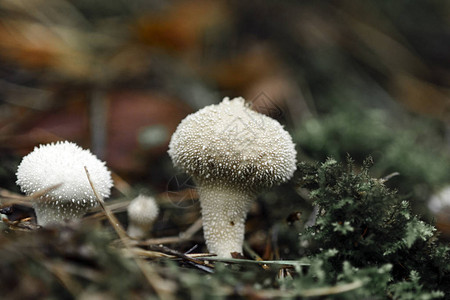 MushroomLycoperdonperlatum普通浮球扭曲的浮球背景图片