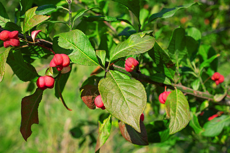 Euonymus欧元花图片