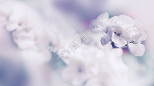 背景花天竺葵园林花卉一束白花模糊全画幅图片
