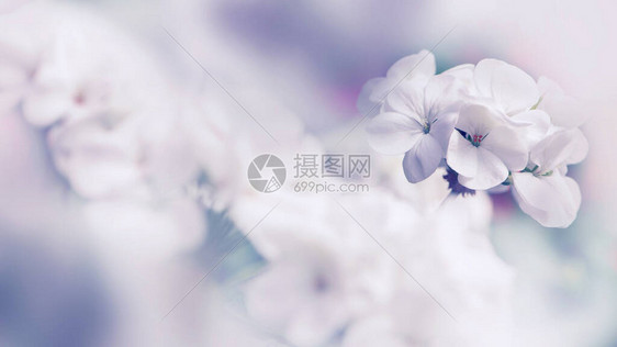 背景花天竺葵园林花卉一束白花模糊全画幅图片