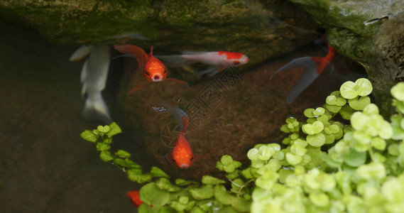 花园里的鱼池特写图片