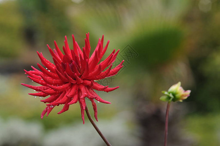 大丽花是一种原产于墨西哥的浓密块茎多年生草本植物图片