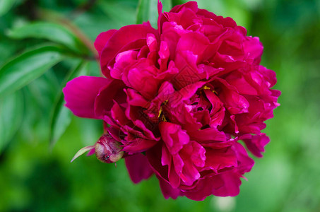 七夕牡丹高清图片有牡丹花的卖花女高清图片梨花枝牡丹高清图片中国风