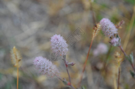 秋天不同颜色的花朵和细节特写图片