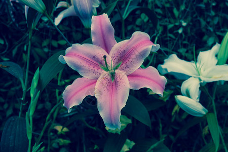 Lily花朵或有古代颜色的Sta图片