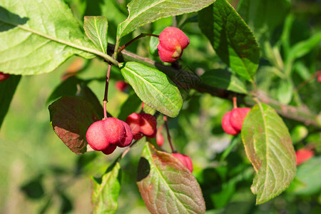 Euonymus欧元花图片