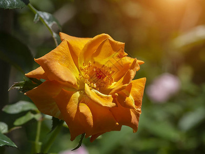 橙色玫瑰花的特写背景模糊图片