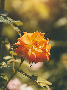 橙色玫瑰花贴近光照着模糊的背景以古图片